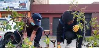 Comuna Provincial de Arequipa planta 1000 mioporos en la Av. Mariscal Castilla
