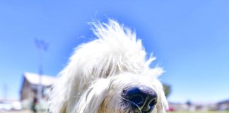 Navipatas: Arequipa se une en una jornada solidaria a favor de los albergues de perritos
