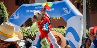 LA IV MARATÓN CANINA RÁPIDOS Y PELUDOS 2026 BUSCA A SUS CAMPEONES